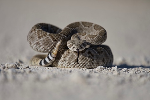 Австралийские ученые развеяли миф о глухоте змей