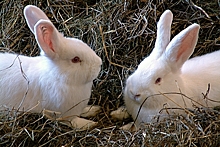 Россиянин построит в Арктике ферму по разведению кроликов