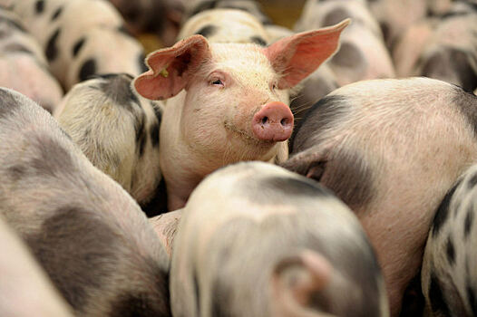 Русагро реализует в Приморье крупный проект по производству свинины