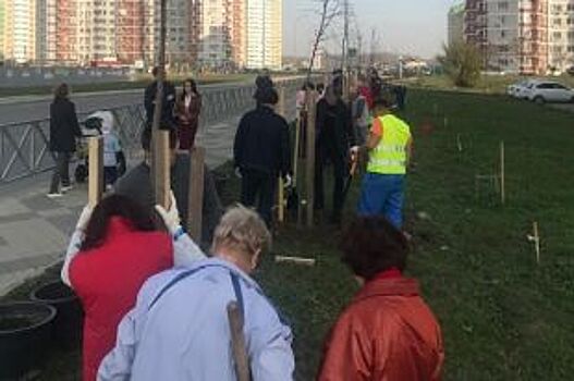 На улице Валерия Гассия в Краснодаре высадили 70 декоративных лип