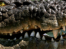 Растерзанного крокодилом рыбака нашли через два дня поисков