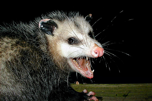 Животные рядом с городом-миллионником оказались заражёнными «вечными химикатами»