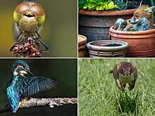 Победители конкурса фотографий дикой природы Essex Wildlife