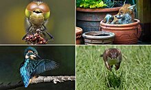 Победители конкурса фотографий дикой природы Essex Wildlife