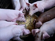 Строительство производственного комплекса в Ступино будет завершено в I квартале 2019 г.