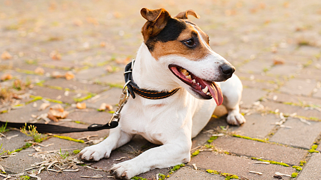 Китайский гороскоп для Собаки на 2026 год от нашего астролога Марианны Басс