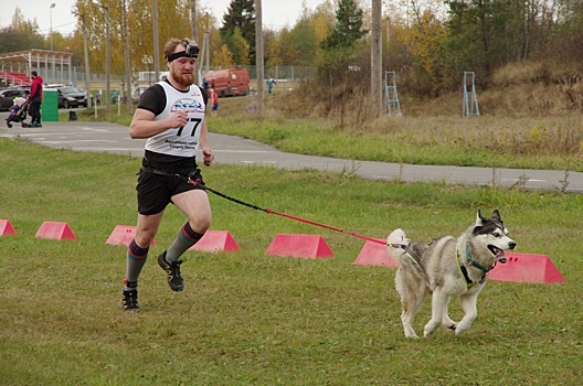 Калужские спортсмены на ездовых собаках взяли три медали Чемпионата России