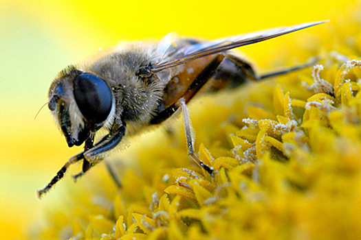 Россиянок предупредили об опасности укусов пчел в увеличенные губы