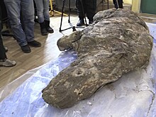 Окаменелости древнего носорога впервые показали жителям Якутии