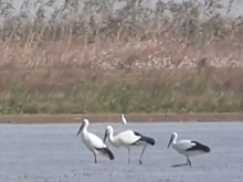 Стайные перелетные птицы прибыли зимовать в китайские водно-болотные заповедники