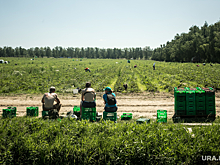 Свердловских фермеров спасут от засухи прошлогодние запасы корма
