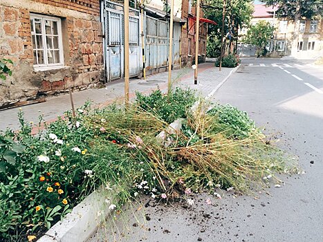 Преступление без наказания: как воруют цветы и разоряют клумбы в Цхинвале