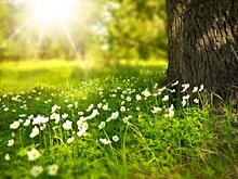 В районной группе пользователи сети жаловались на частые покосы травы в районе