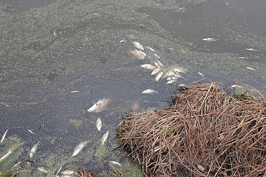 Трупы по всему берегу: в свердловском водоеме массово гибнет рыба