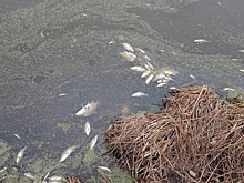 Трупы по всему берегу: в свердловском водоеме массово гибнет рыба