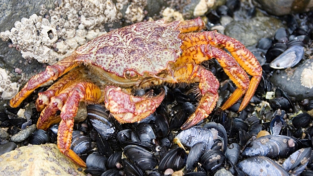 Крабы захватили один остров и обрадовали местных жителей