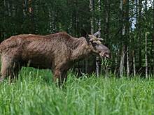 Лось пришел на дачу к россиянам и попал на видео