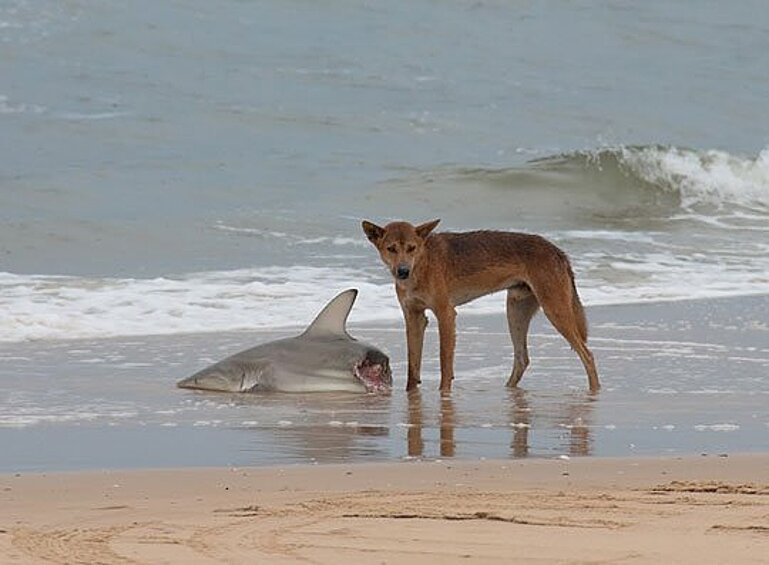 Динго ест акулу.