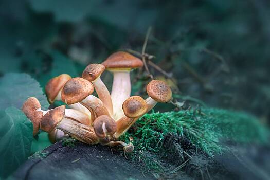 Туристы услышат «голоса грибов» по желанию короля Карла III