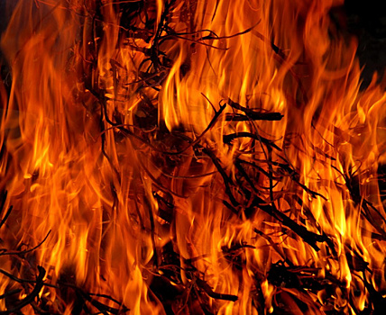 Хинштейн предложил наказание для поджигателя леса в Тольятти