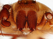 Укус ядовитого паука проделал дыру в ноге британского актера