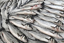 Российская рыба из-за санкций продается на 10% дешевле