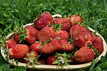 Волгоградцам рассказали, как получить богатый урожай вкусной садовой ягоды