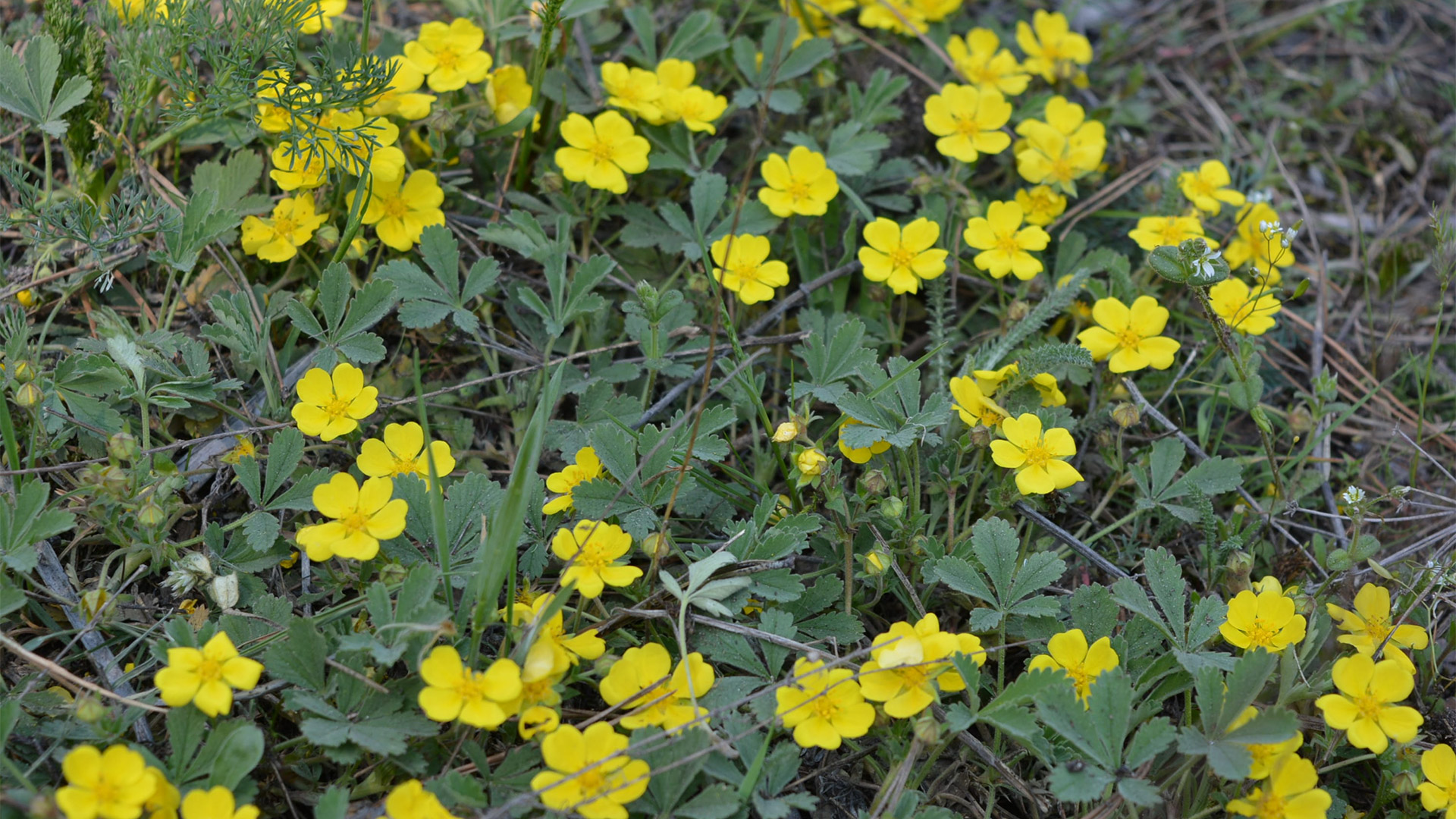 Крошечный цветок исследуют как лекарство от супербактерий