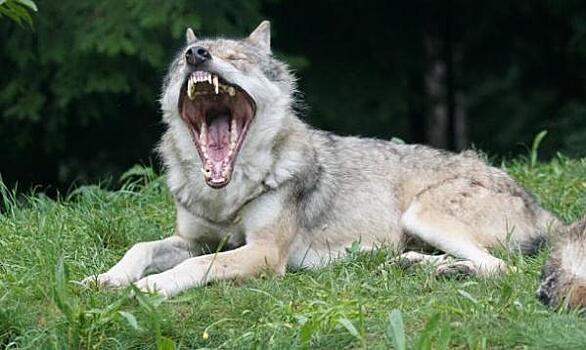 В забайкальском селе ввели карантин из-за бешеного волка