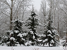 Снег в Нижнем Новгороде выпадет только в ноябре