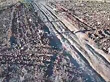 Огромное стадо редчайших животных заметили в российском регионе