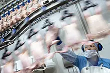 Ведущие производители мяса кур начали снижать оптовые цены