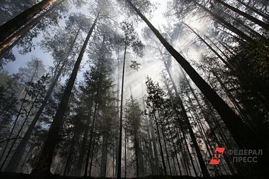 В Красноярском крае площадь лесных пожаров сократилась в 5 раз