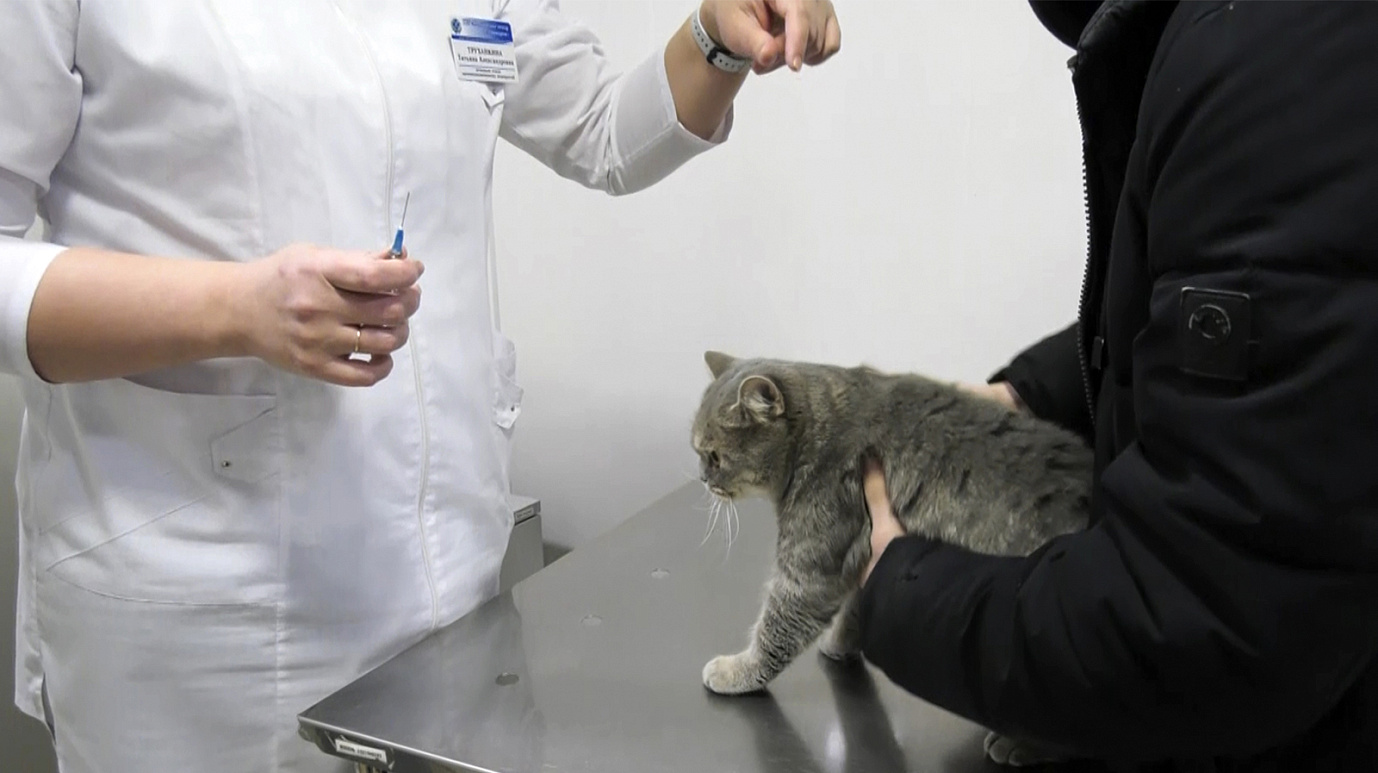 В Санкт-Петербурге решили проблему с нехваткой вакцины от бешенства