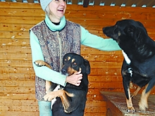 Более сотни собак приютили жительницы Волгограда