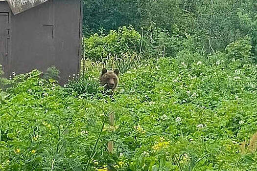 Тверчанка сфотографировала медведя, воровавшего на ее огороде ягоду