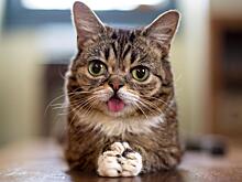 Факты о кошках, которые не знают даже хозяева