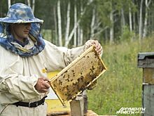 Пчелы будут жить по закону Для пасечников разработают правила поведения