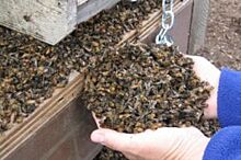 Пчелиный мор. На севере Волгоградской области массово погибают пчелы