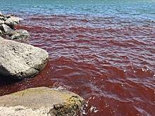 В окрасившемся Галилейском море увидели предвестие апокалипсиса