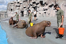 В Ижевском зоопарке закрыли вольер моржей и морских котиков