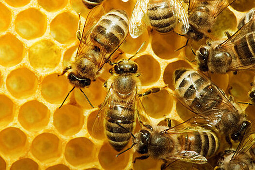 Россельхознадзор запретил ввозить в Россию пчелопакеты из Узбекистана