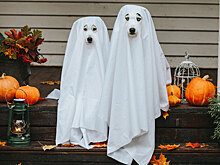 Россиян предупредили о штрафах и аресте за костюмы на Хеллоуин