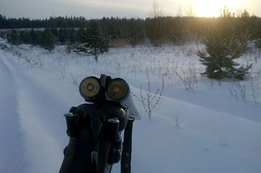 В Удмуртии с начала года браконьеры убили двух лосей