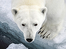 «Все начинается с погони за животным» Россия решила пересчитать белых медведей в Арктике. Этого не делали 40 лет