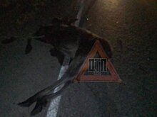 В Пензенской области еще один лось погиб под колесами машины