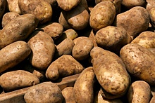 Более чем на 27% увеличилось производство картофеля в Нижегородской области