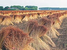 Лен-долгунец: возрождение и консолидация