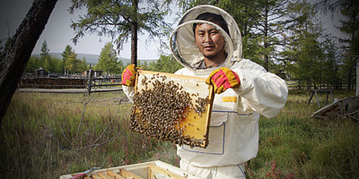 Правильный арктический мед. Как фермер адаптирует дальневосточных пчел к якутскому климату