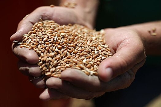 Индия намерена отправить 50 тысяч тонн зерна в голодающий Афганистан